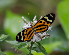 Mechanitis polymnia kayei