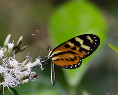 Mechanitis polymnia kayei