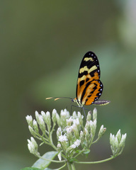 Mechanitis polymnia kayei