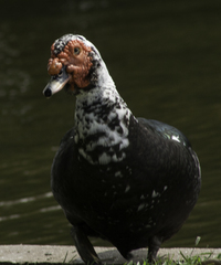 Cairina moschata domestica