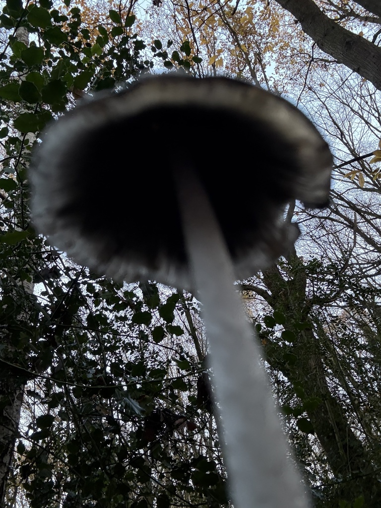 Coprinopsis picacea · December 2025 · photo: © cjoynson (iNaturalist, cc0)