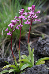Brancifort's Orchid (Orchis brancifortii)