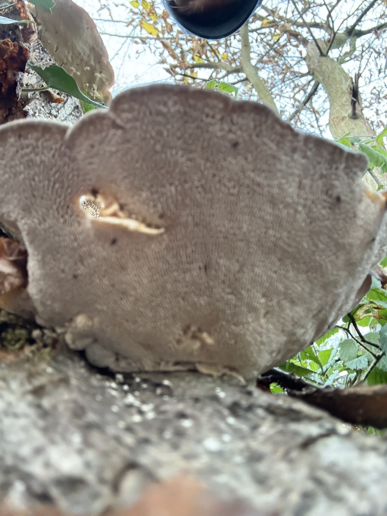Trametes gibbosa · December 2025 · photo: © cjoynson (iNaturalist, cc0)