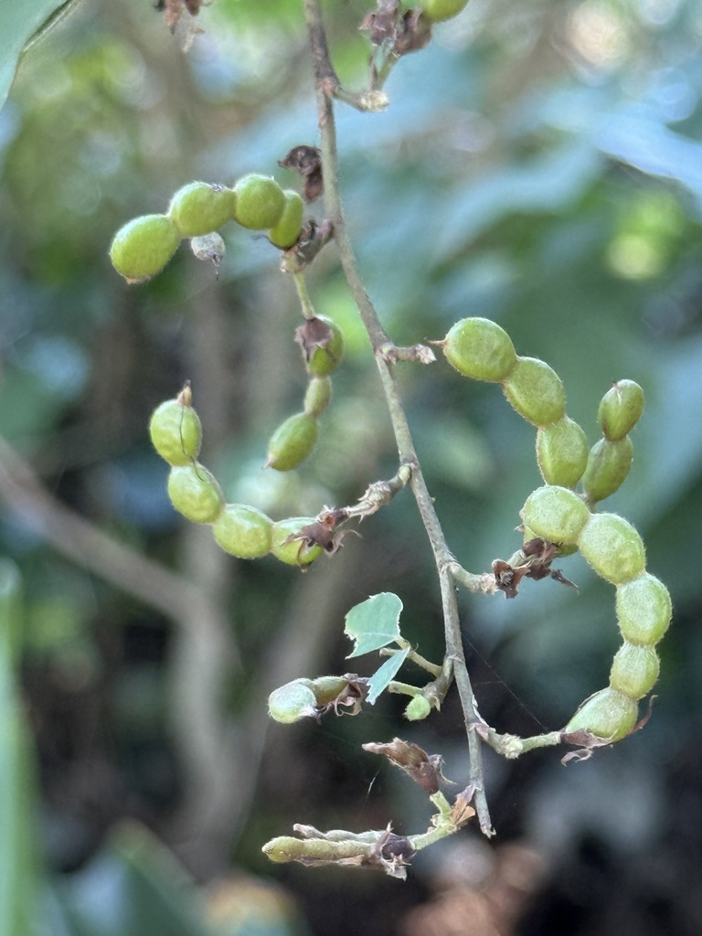 Dendrolobium ursinum