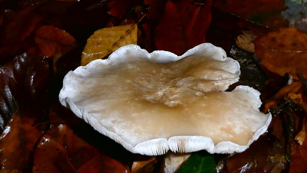 Clitocybe nebularis · December 2025 · photo: © patricklm35 (iNaturalist, cc0)
