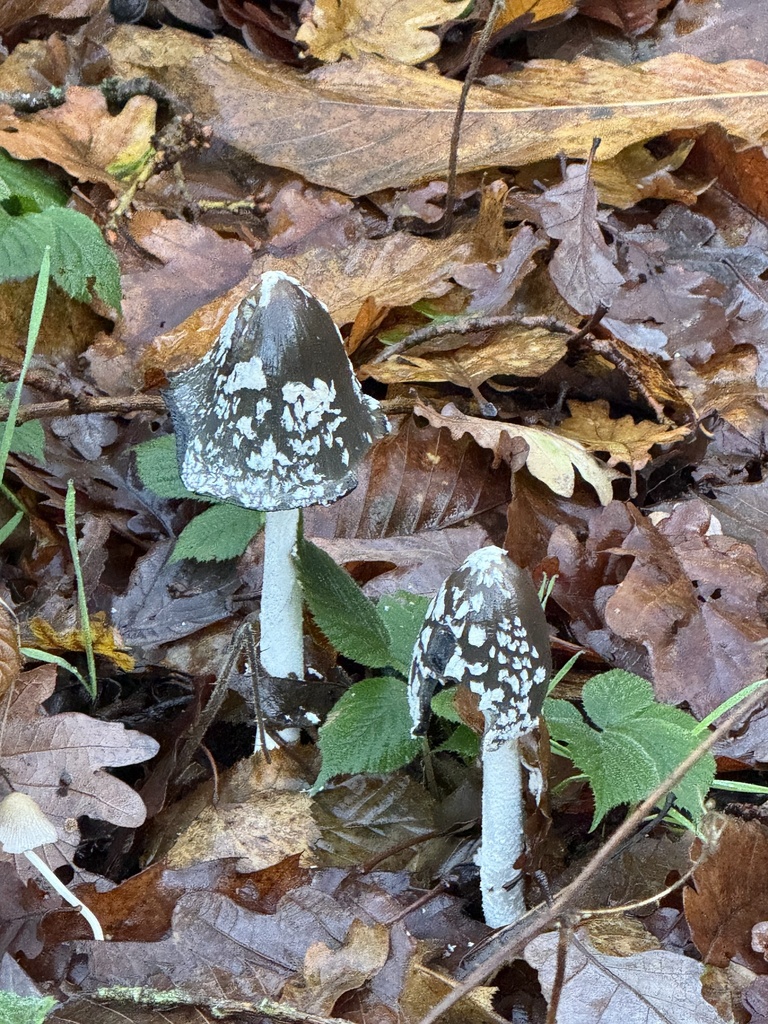 Coprinopsis picacea · December 2025 · photo: © cjoynson (iNaturalist, cc0)