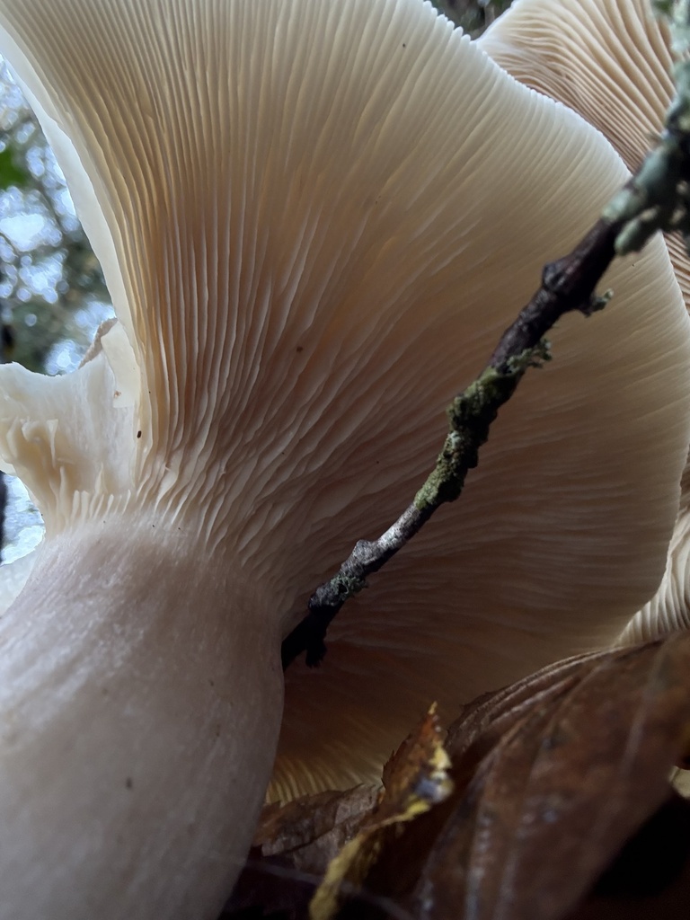 Clitocybe nebularis · December 2025 · photo: © cjoynson (iNaturalist, cc0)