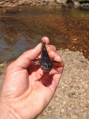 Cottus beldingii