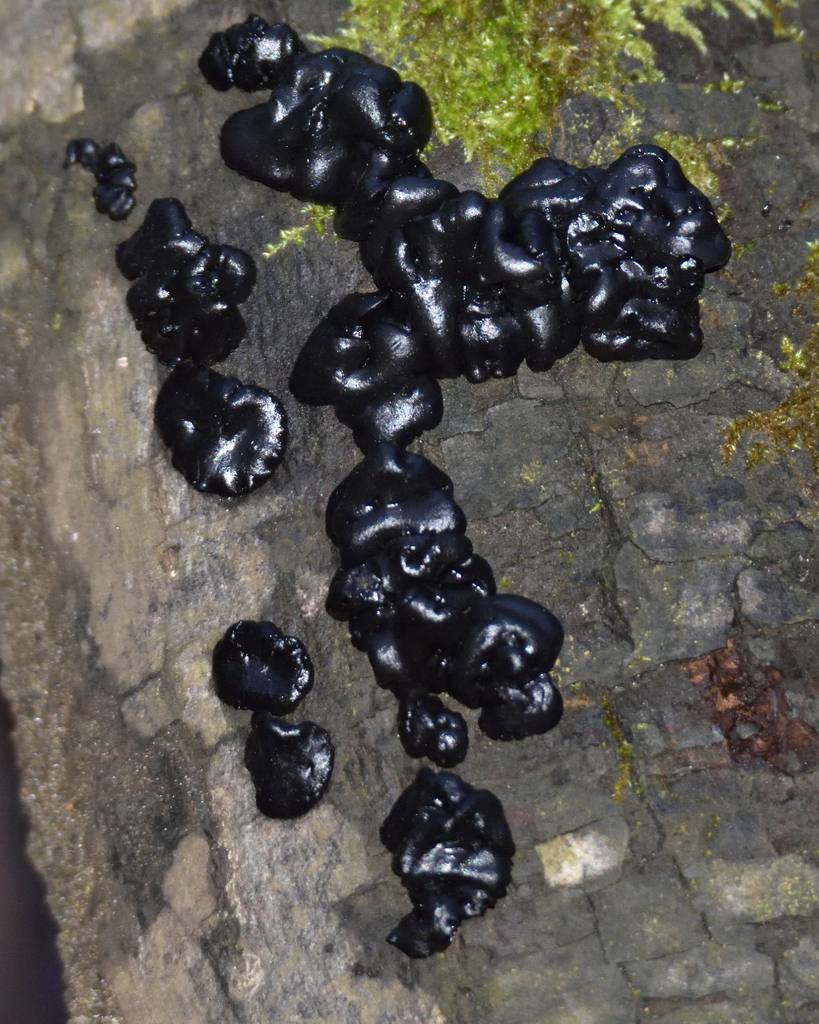 Exidia glandulosa · November 2025 · photo: © fyodorp (iNaturalist, cc-by)