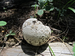 Calbovista subsculpta