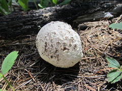 Calbovista subsculpta