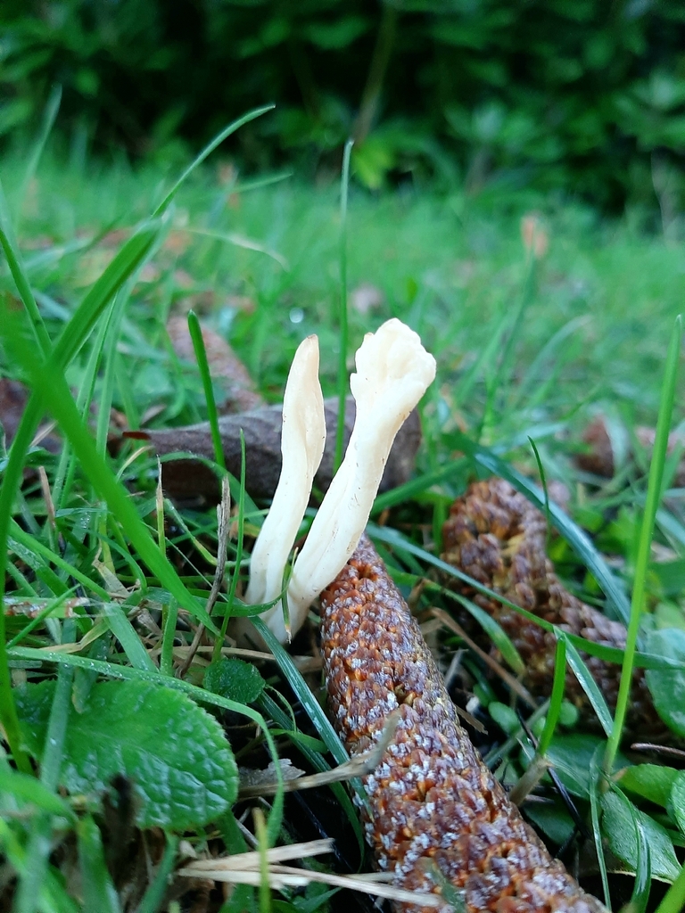 Clavulina rugosa · December 2025 · photo: © janetav (iNaturalist, cc-by)