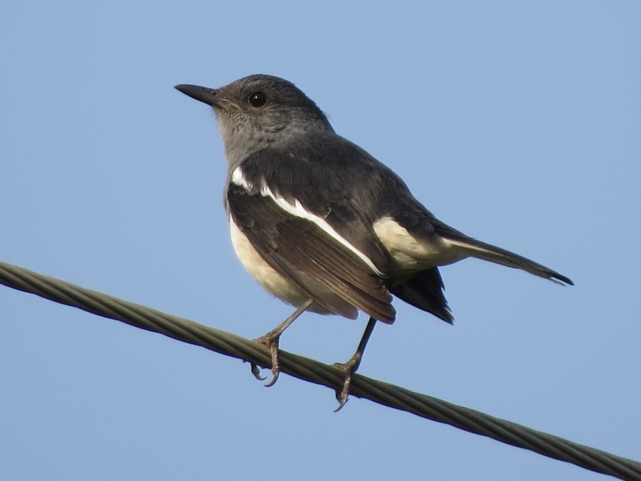 Oriental Magpie Robin