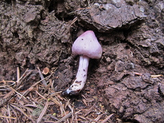 Inocybe pallidicremea