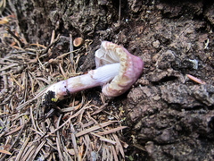 Inocybe pallidicremea