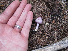 Inocybe pallidicremea