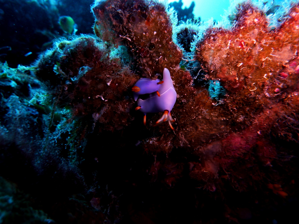 Lavender Split-tooth Dorid