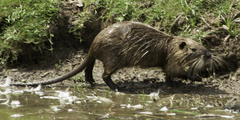Myocastor coypus