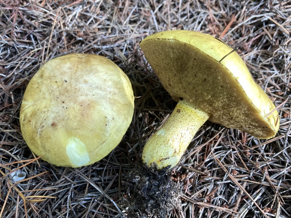Suillus mediterraneensis xanthus