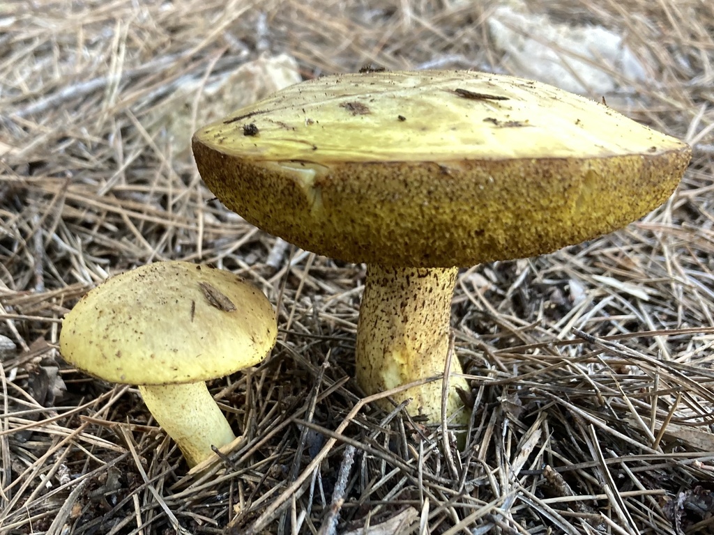 Suillus mediterraneensis xanthus · December 2025 · photo: © lucian_clanet (iNaturalist, cc-by)