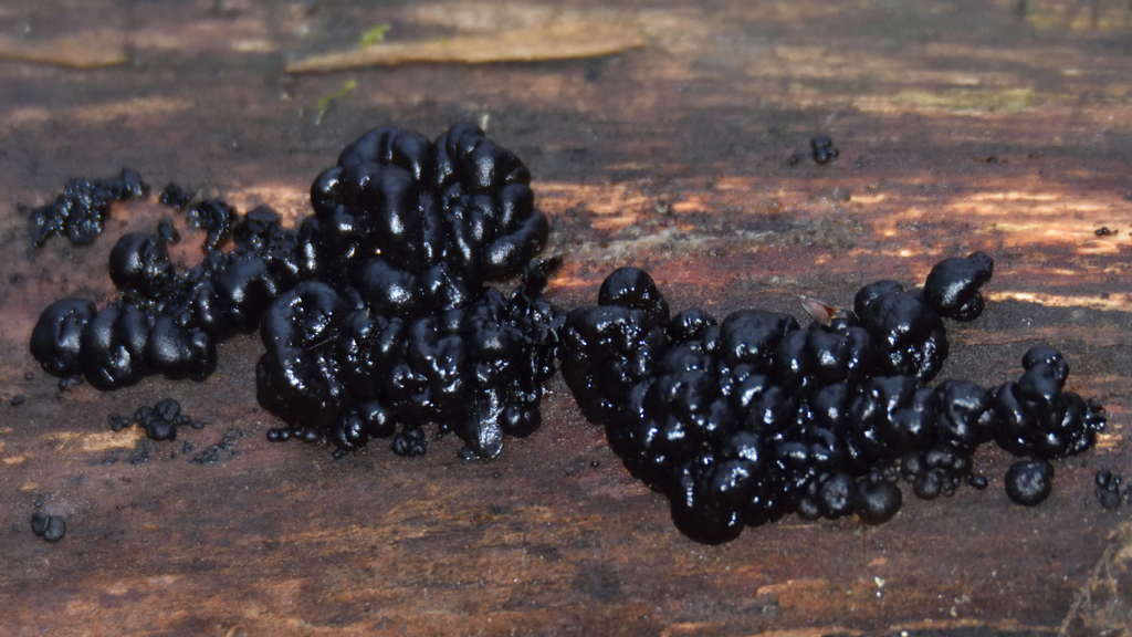 Exidia nigricans · November 2025 · photo: © fyodorp (iNaturalist, cc-by)