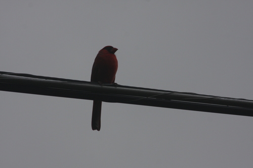 Northern Cardinal