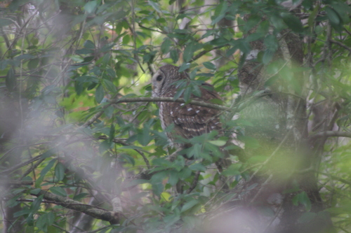 View observation of {o.common_name} on iNaturalist
