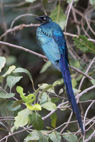 Long-tailed Glossy Starling