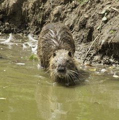 Myocastor coypus