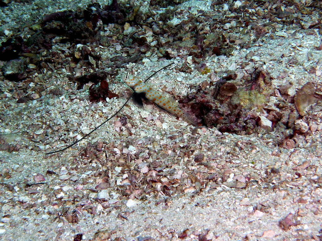 Black-chest Shrimp-goby