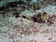 Amblyeleotris guttata