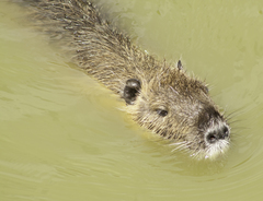 Myocastor coypus