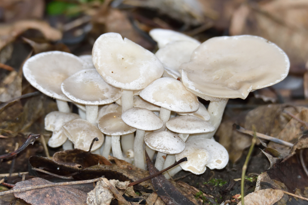 Leucocybe connata · November 2025 · photo: © fyodorp (iNaturalist, cc-by)