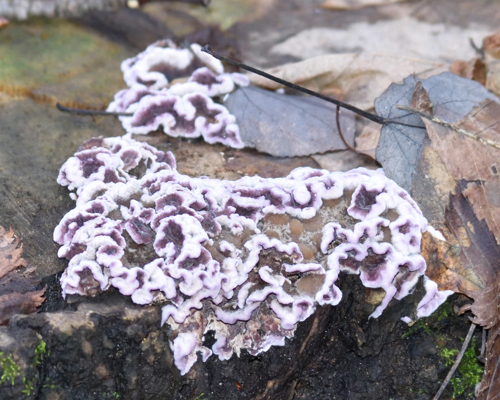 Chondrostereum purpureum · November 2025 · photo: © fyodorp (iNaturalist, cc-by)