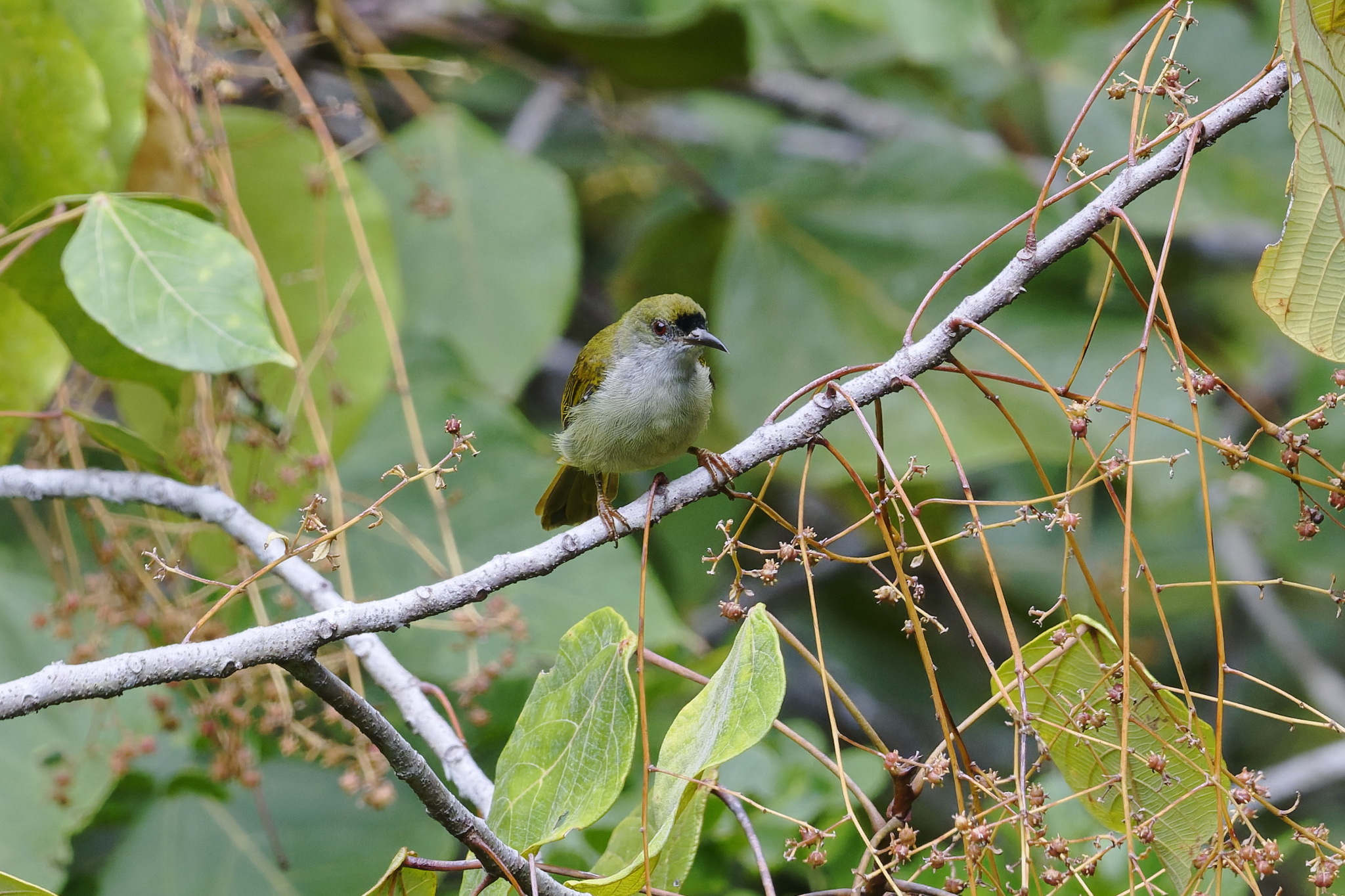 Plain Sunbird (Anthreptes simplex), photo 6