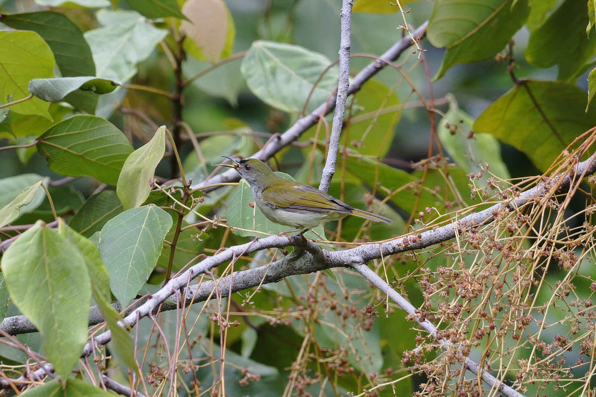 Plain Sunbird (Anthreptes simplex), photo 7