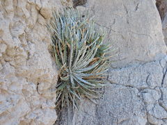 Hechtia mapimiana