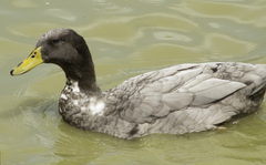 Anas platyrhynchos domesticus