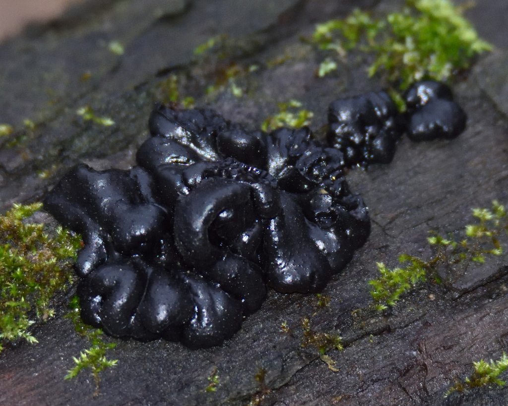 Exidia glandulosa · November 2025 · photo: © fyodorp (iNaturalist, cc-by)