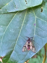 Argyroeides ophion