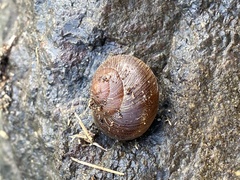 Xerarionta intercisa