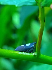 Enchophyllum nigrocupreum