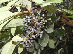 Daphniphyllum calycinum