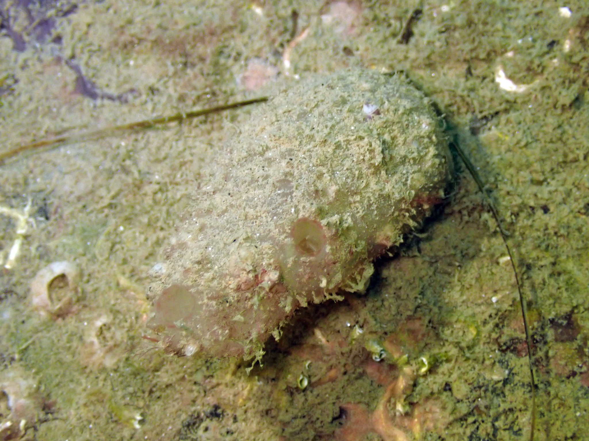 Ascidiella aspersa (Müller, 1776)
