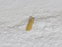 Manulea fuscodorsalis