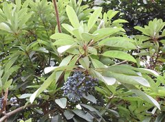 Daphniphyllum calycinum