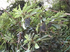 Daphniphyllum calycinum