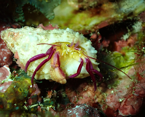 Pylopaguropsis keijii observed 2025-11-23