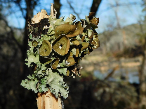 perforated ruffle lichen