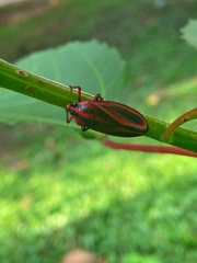 Typeschata marginata